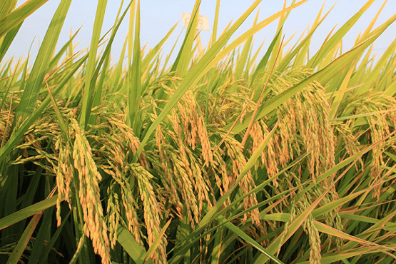 Dàn ý và thuyết minh về cây lúa nước Việt Nam